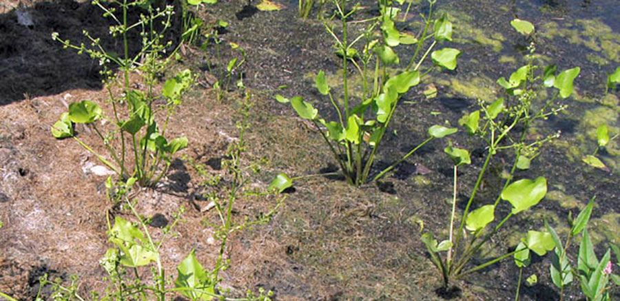 Echinodorus Berteroi 5