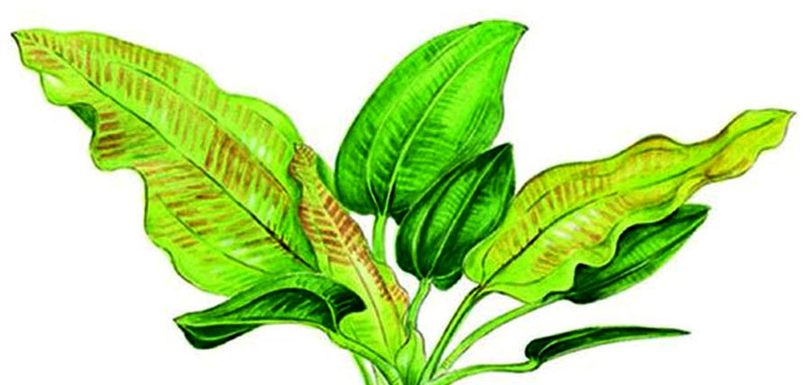 Echinodorus cordifolius ssp. fluitans
