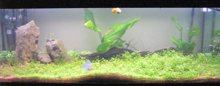 Echinodorus cordifolius ssp. fluitans 2
