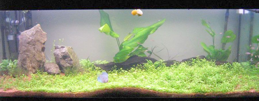 Echinodorus cordifolius ssp. fluitans 2