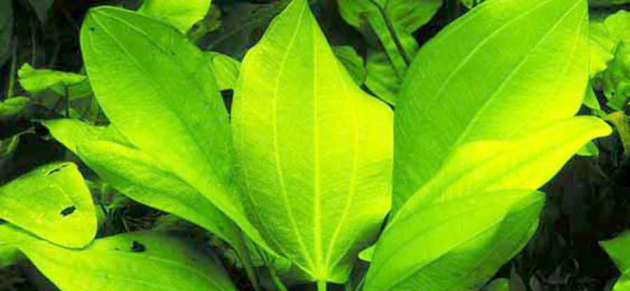 Echinodorus cordifolius ssp. fluitans 3