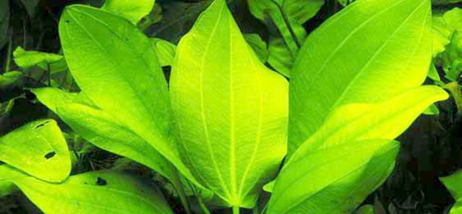Echinodorus cordifolius ssp. fluitans 3