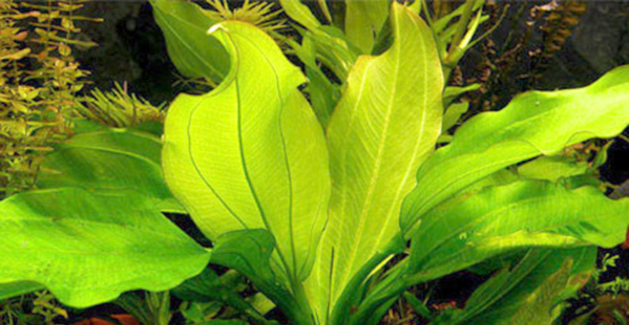 Echinodorus cordifolius ssp. fluitans 4