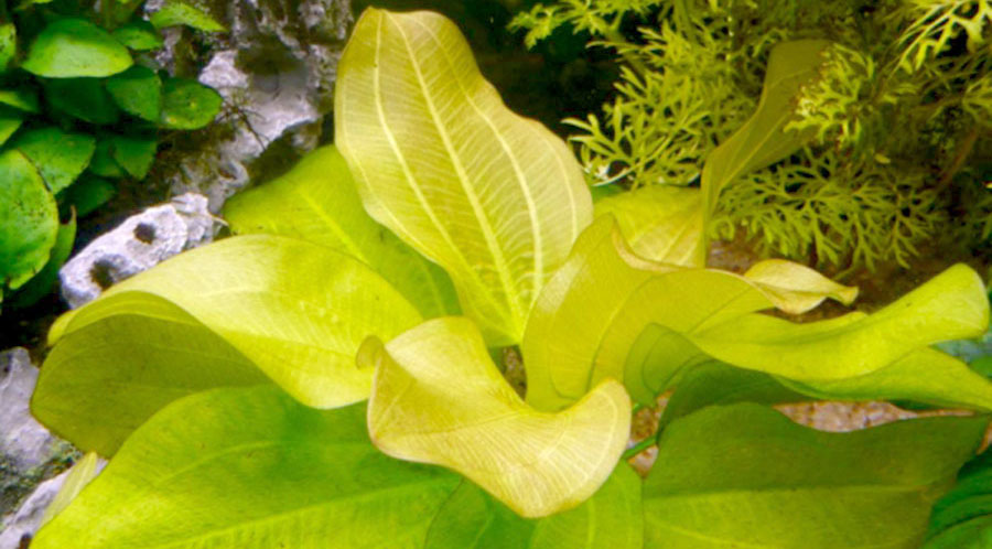 Echinodorus cordifolius ssp. fluitans 5
