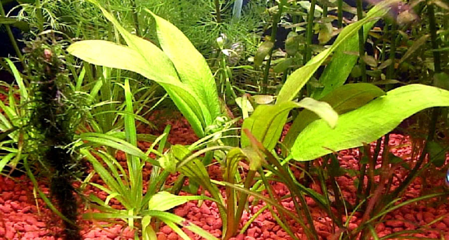 Echinodorus cordifolius ssp. fluitans 6
