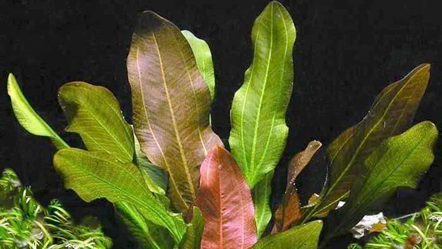 Echinodorus 'Kleiner Bar' 2