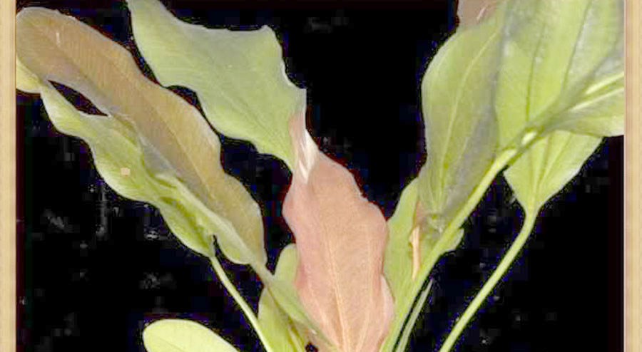 Echinodorus 'Kleiner Bar' 3