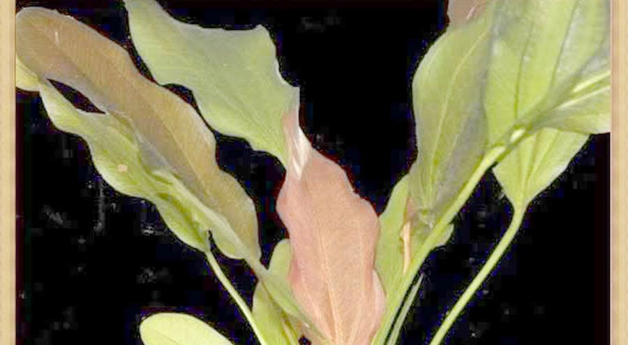 Echinodorus 'Kleiner Bar' 3