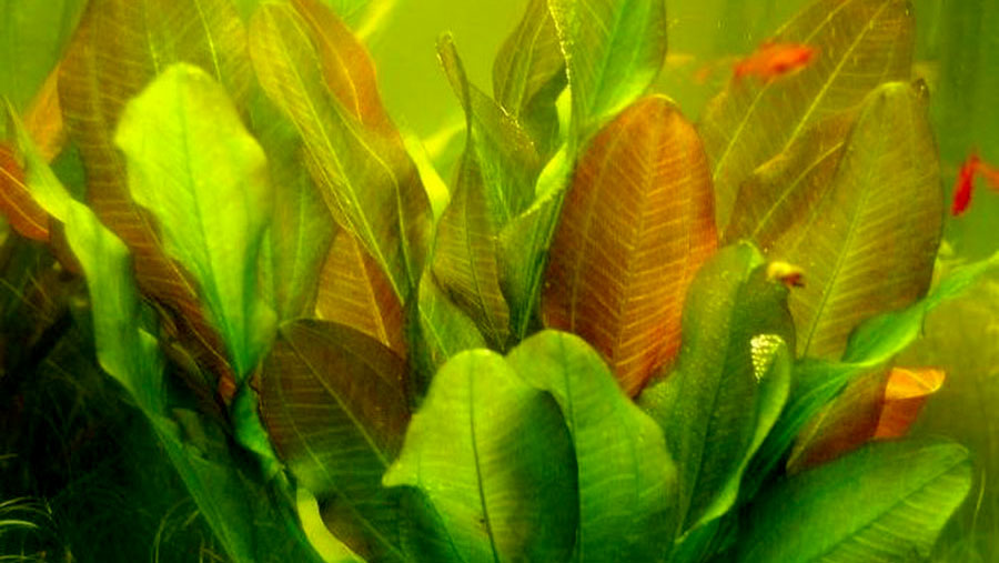 Echinodorus 'Kleiner Bar' 5