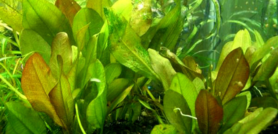 Echinodorus 'Kleiner Bar' 6