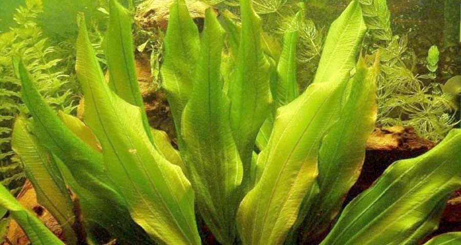Echinodorus Major