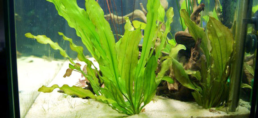 Echinodorus Major 2