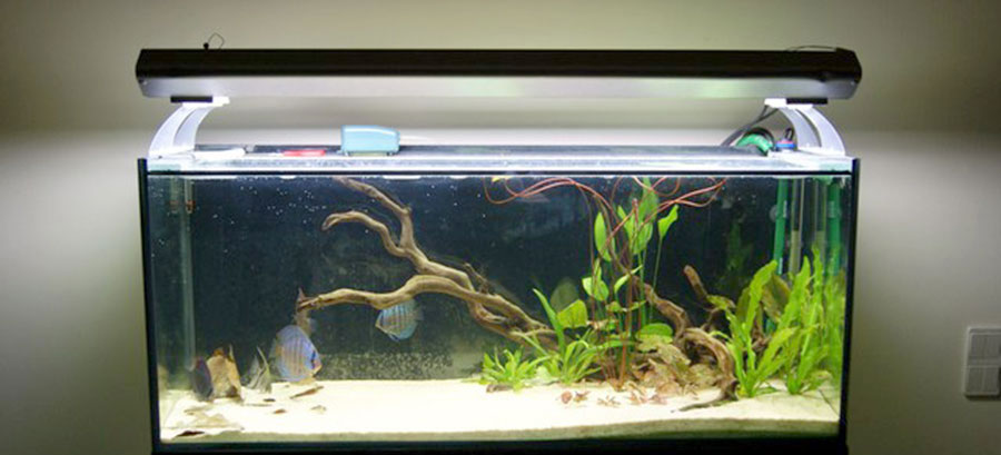 Echinodorus Major 3