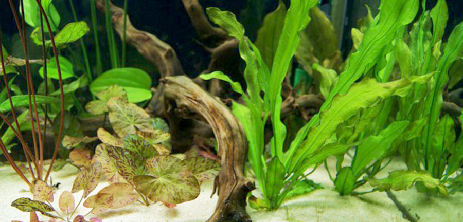 Echinodorus Major 4