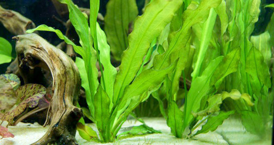 Echinodorus Major 5