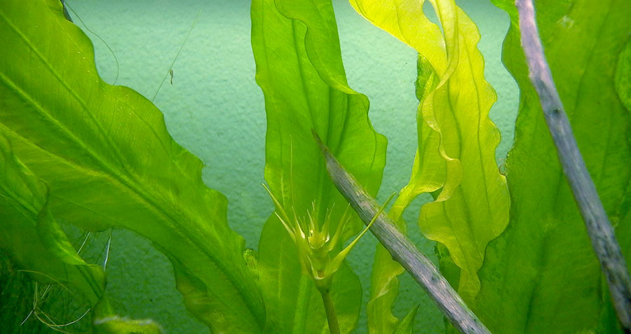 Echinodorus Major 6