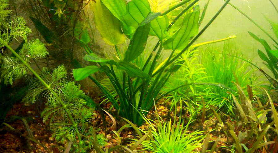 Echinodorus Osiris 2