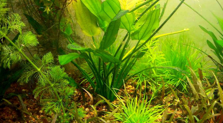 Echinodorus Osiris 2