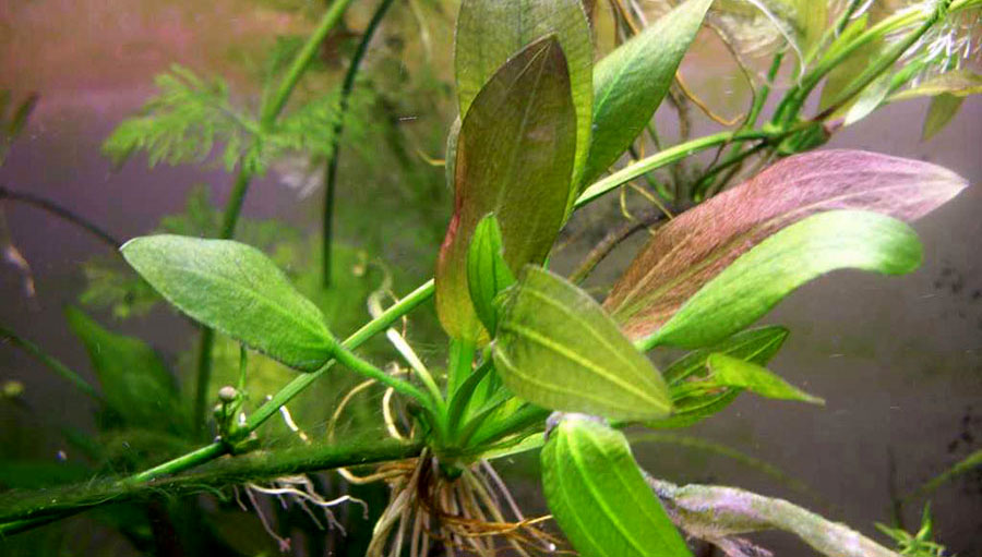 Echinodorus Osiris 3