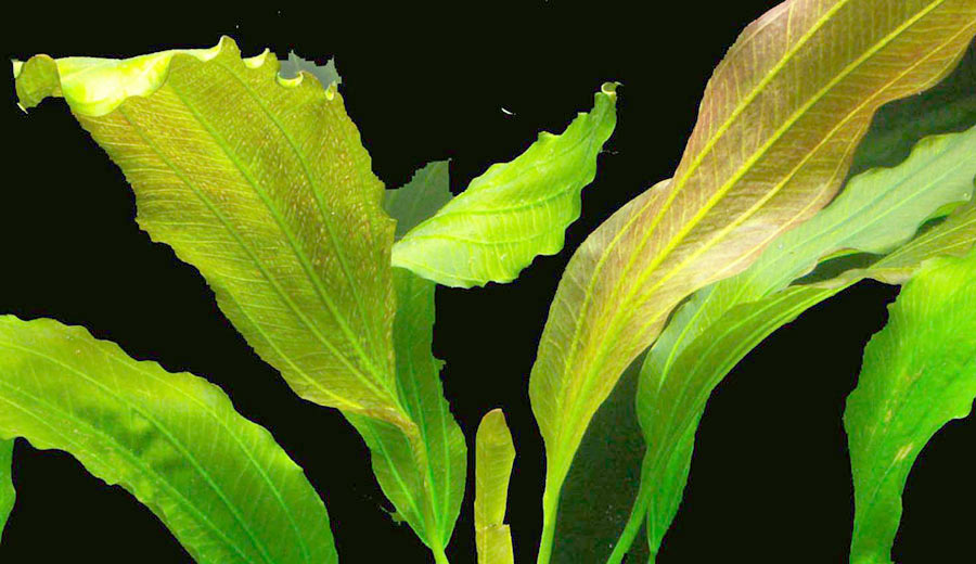 Echinodorus Osiris 4