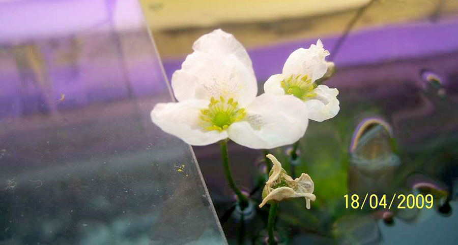 Echinodorus Osiris 6