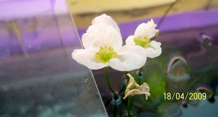 Echinodorus Osiris 6