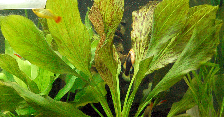 Echinodorus 'Ozelot' 2