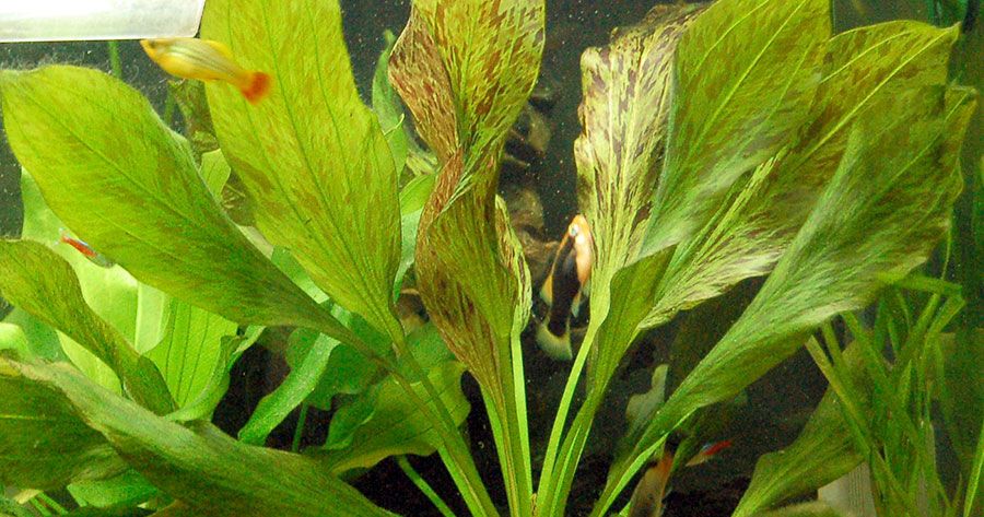 Echinodorus 'Ozelot' 2