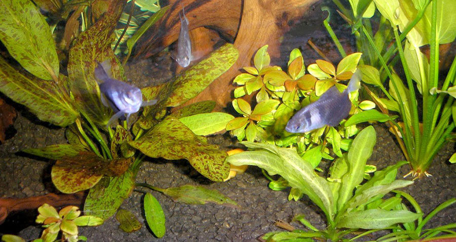 Echinodorus 'Ozelot' 3