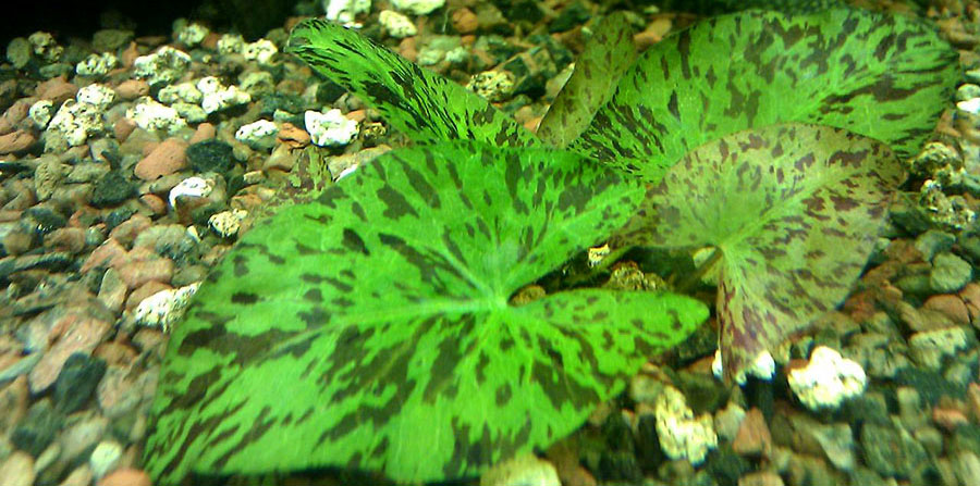 Echinodorus 'Ozelot' 4