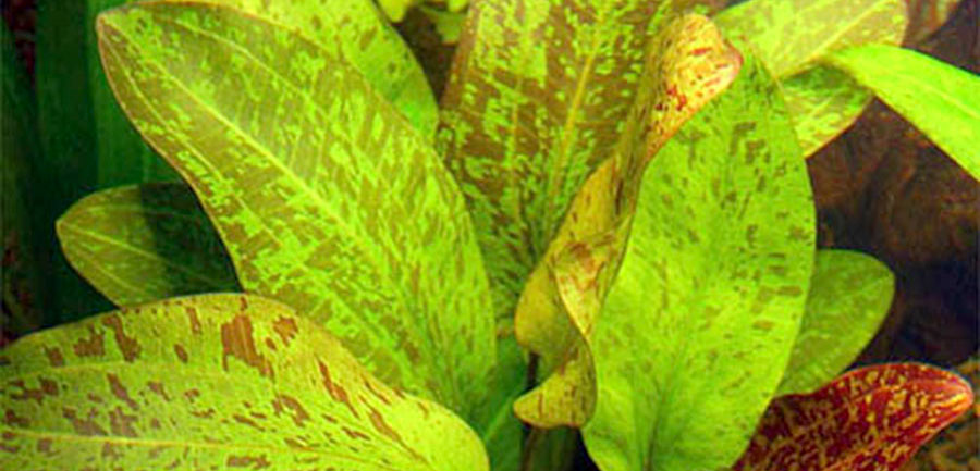 Echinodorus 'Ozelot' 6
