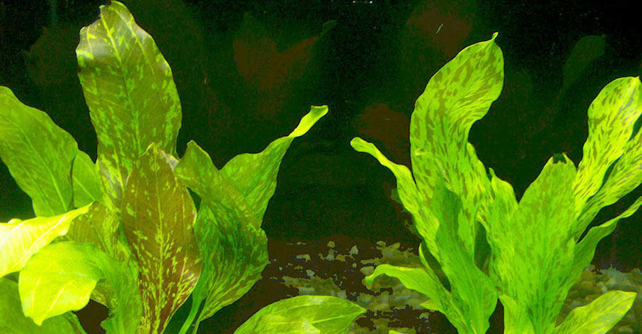Echinodorus 'Ozelot Verde' 2