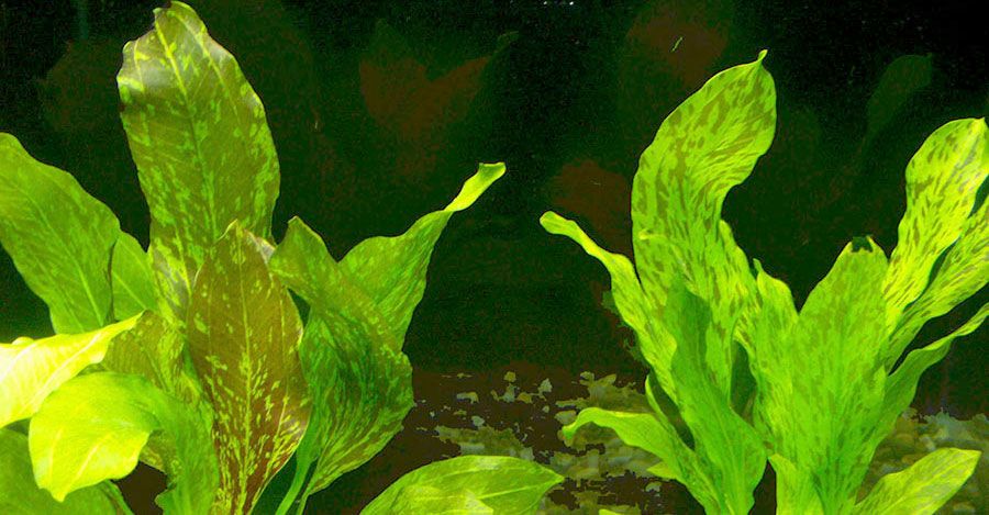 Echinodorus 'Ozelot Verde' 2