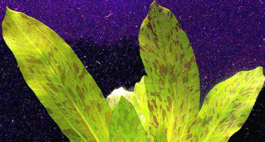 Echinodorus 'Ozelot Verde' 3