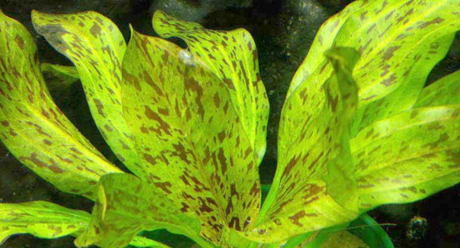 Echinodorus 'Ozelot Verde' 4