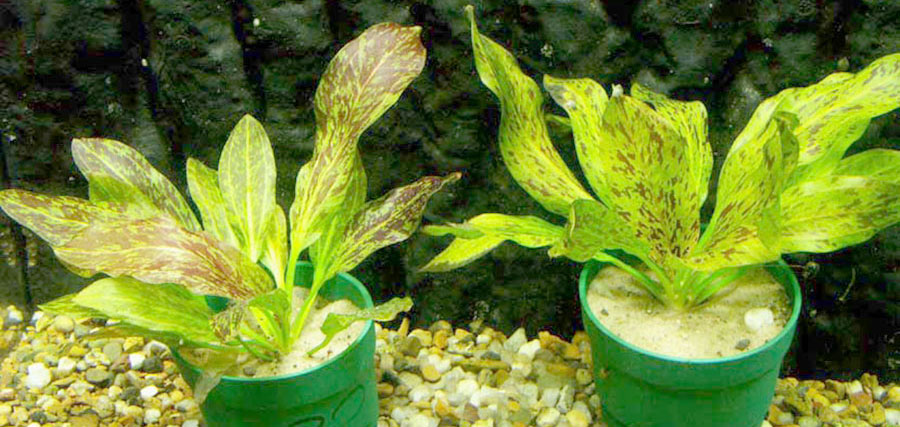 Echinodorus 'Ozelot Verde' 5