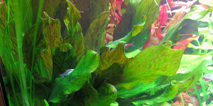 Echinodorus 'Ozelot Verde' 6