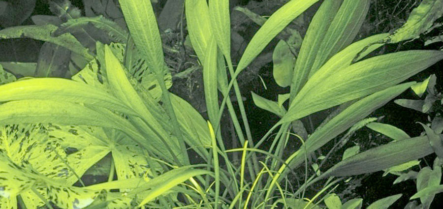 Echinodorus Palaefolius var. Latifolius 2
