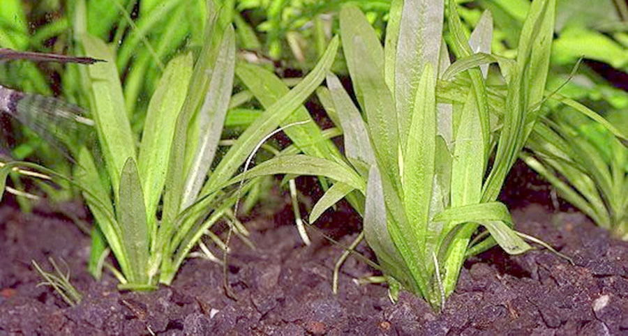 Echinodorus Palaefolius var. Latifolius 3