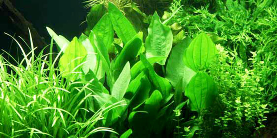 Echinodorus Palaefolius var. Latifolius 4