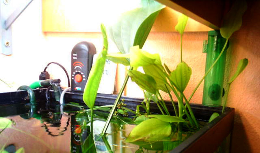 Echinodorus Palaefolius var. Latifolius 5