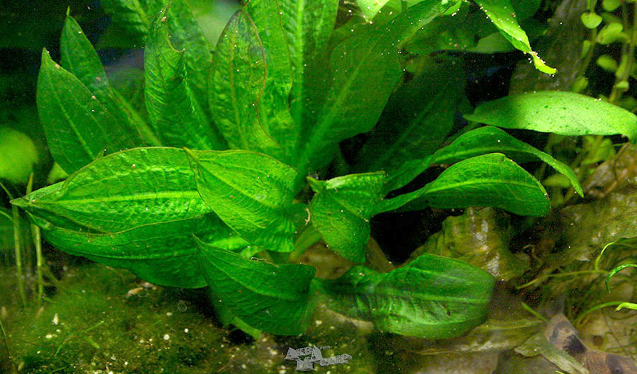 Echinodorus Parviflorus 'Tropica' 2