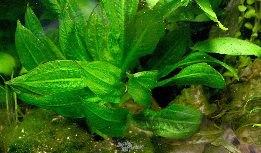 Echinodorus Parviflorus 'Tropica' 2