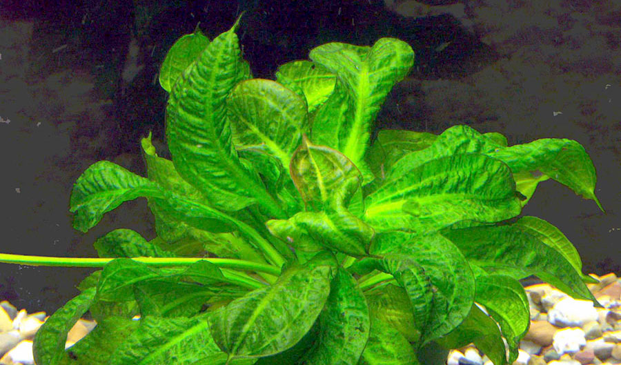 Echinodorus Parviflorus 'Tropica' 3