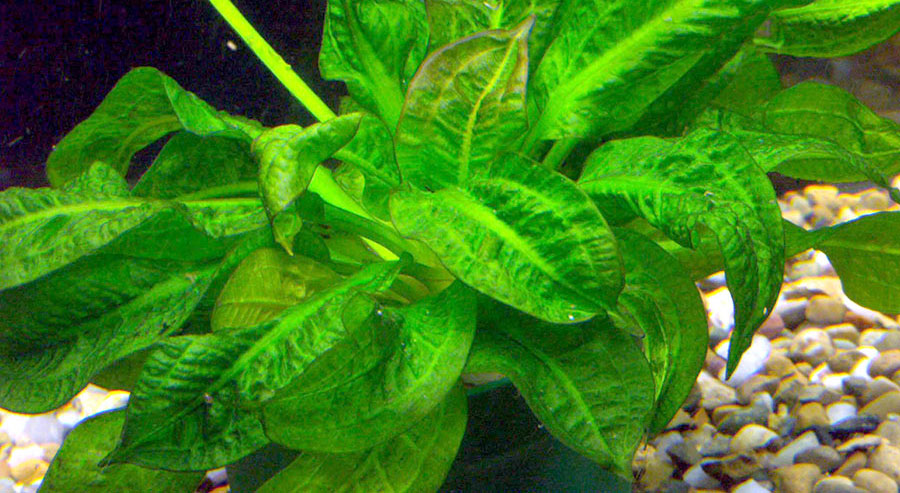 Echinodorus Parviflorus 'Tropica' 4