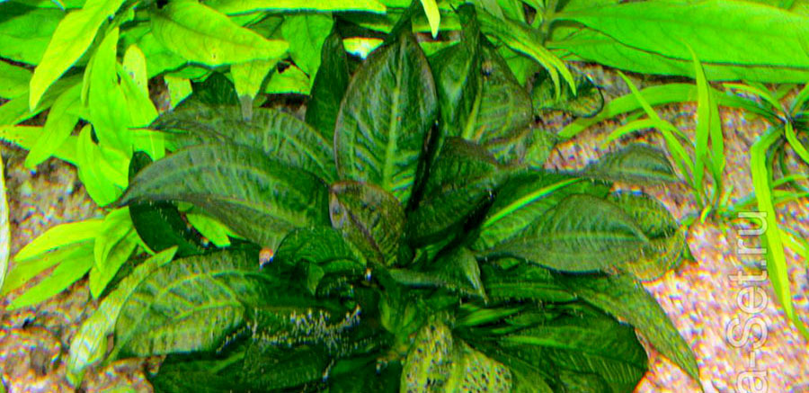 Echinodorus Parviflorus 'Tropica' 5