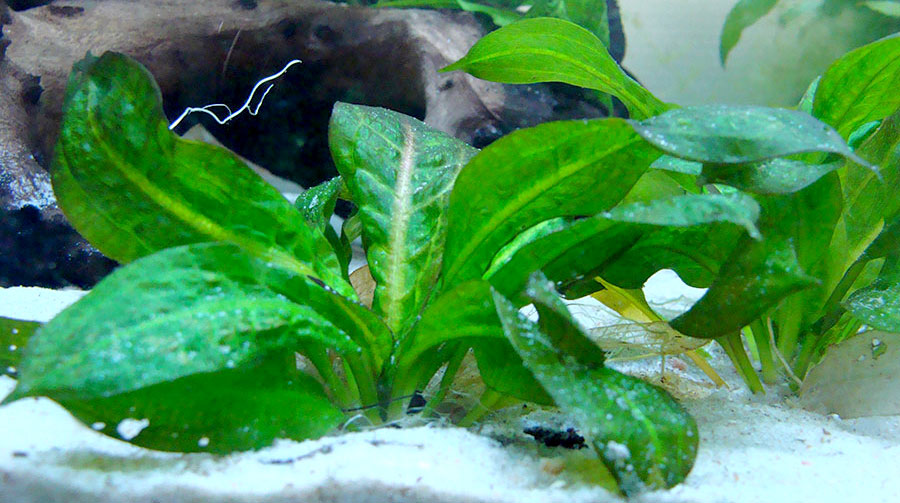 Echinodorus Parviflorus 'Tropica' 6