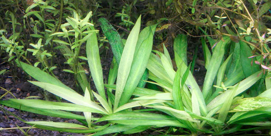 Echinodorus 'Quadricostatus' 2