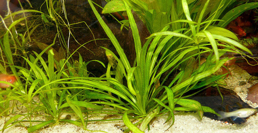Echinodorus 'Quadricostatus' 3