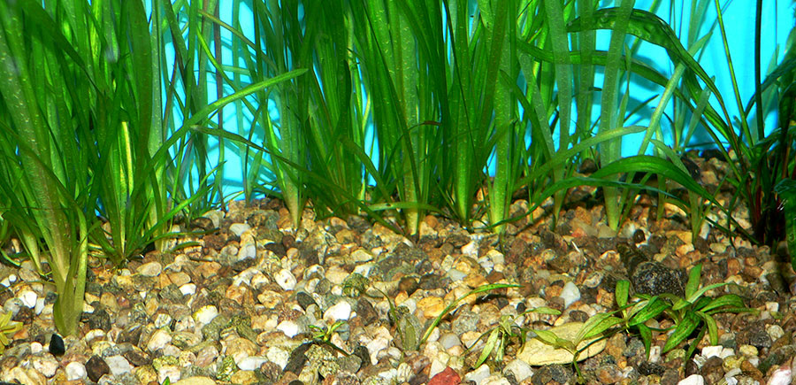 Echinodorus 'Quadricostatus' 4